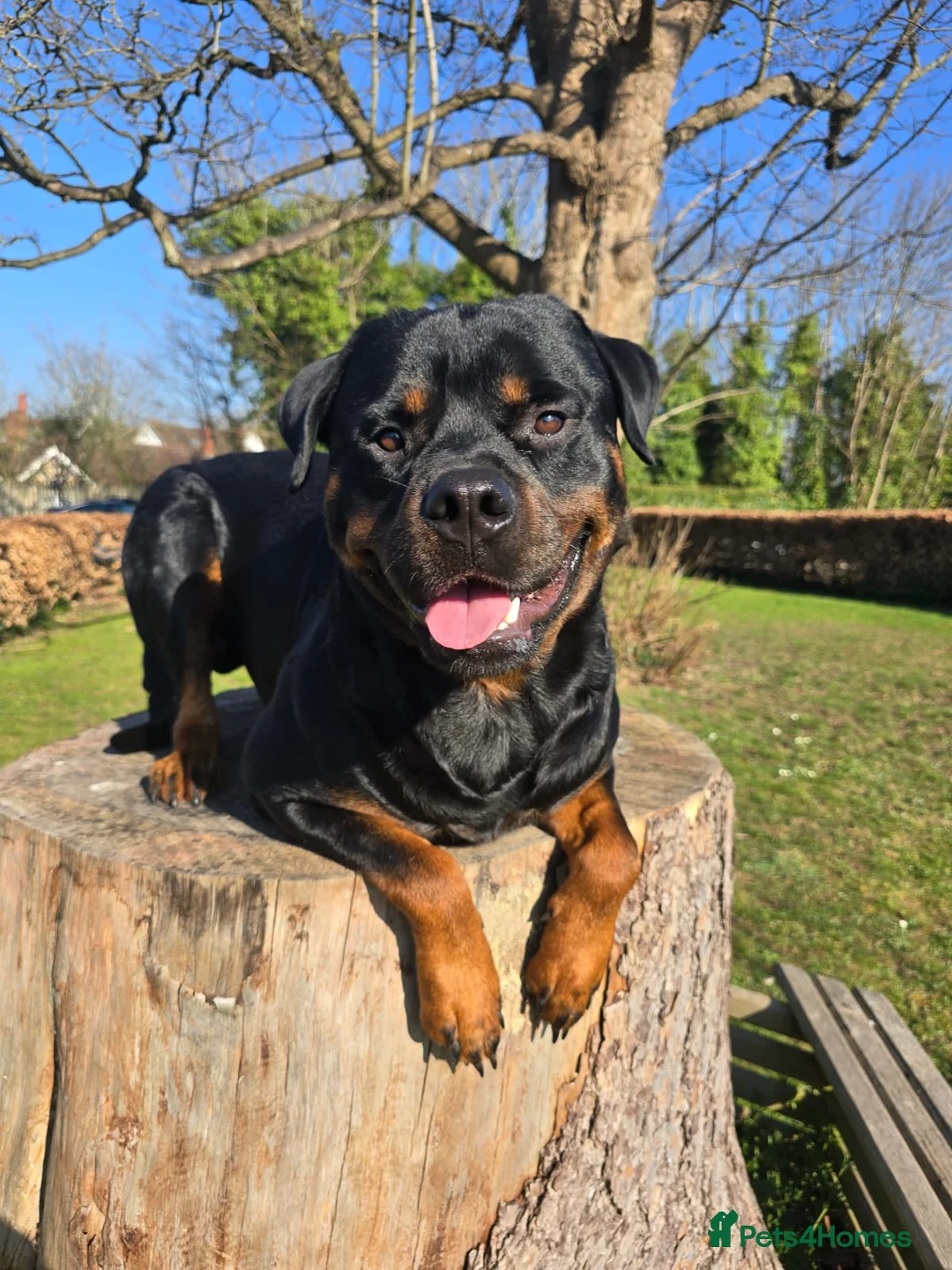 Rottweiler dogs for stud: ROTTWEILER FOR STUD - Advert 5