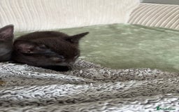Mixed Breed cats for sale: Kittens  - Image 14