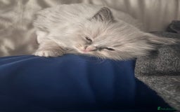 Ragdoll cats for sale: Ragdoll Kittens  - Image 17