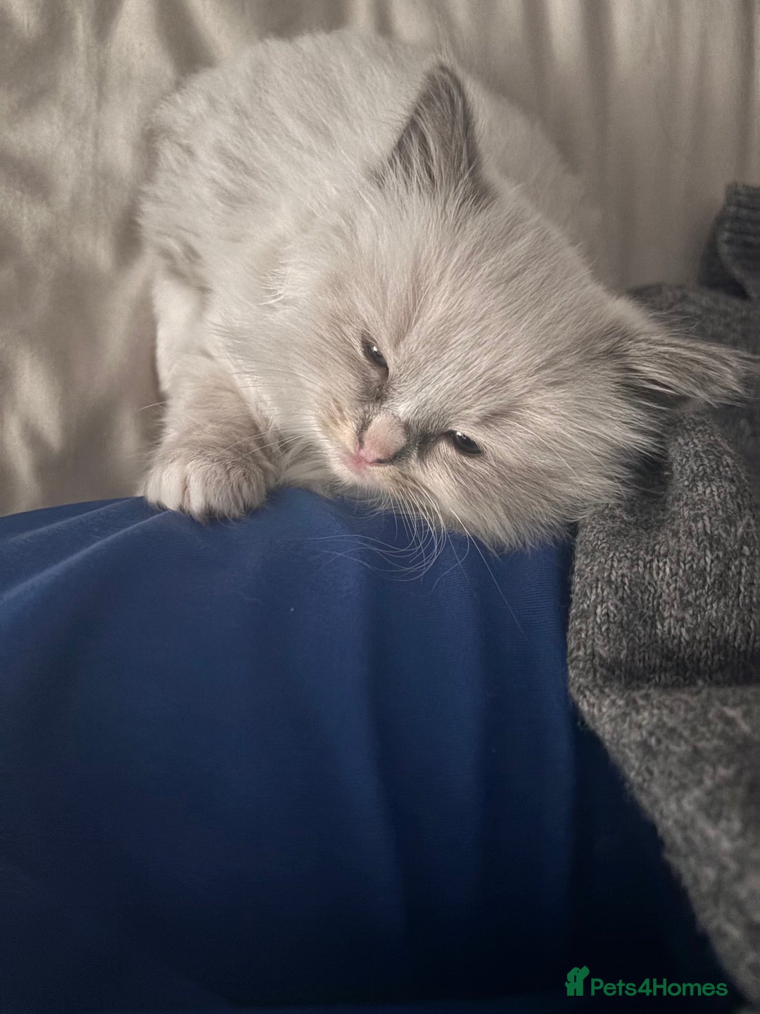 Ragdoll cats for sale: Ragdoll Kittens  - Image 17