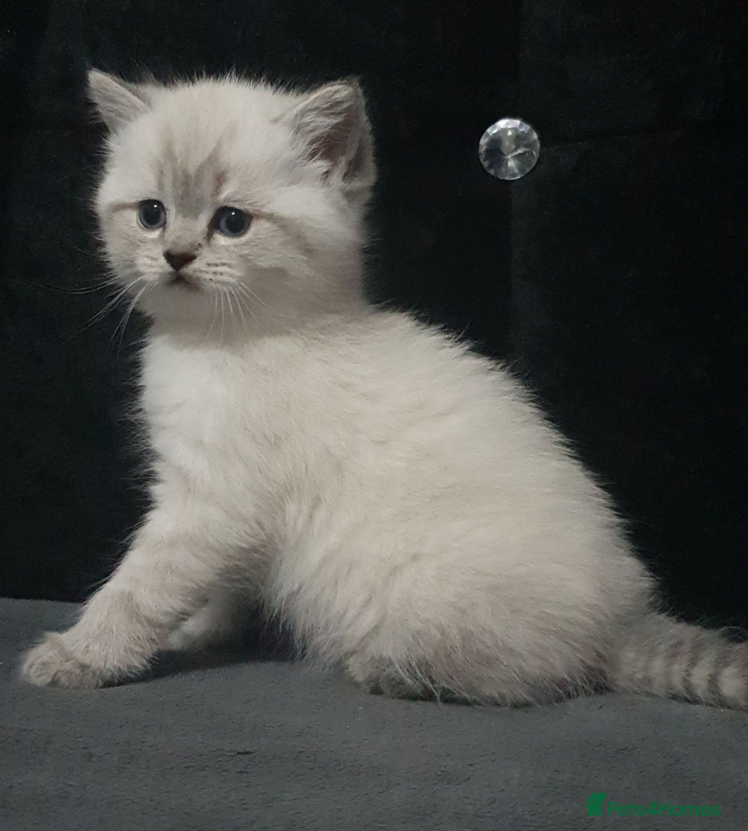 British Shorthair cats for sale: Beautiful kittens ready now  - Image 1