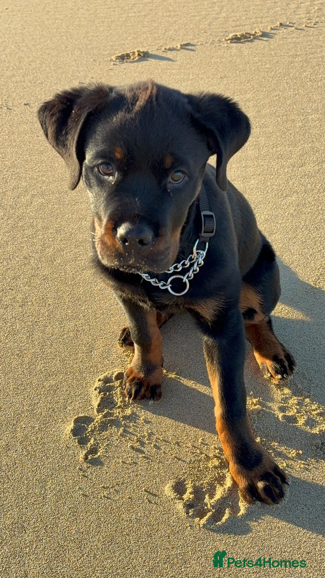 Rottweiler dogs for stud: Proven Health Tested Rottweiler Stud in Arrochar - Advert 11