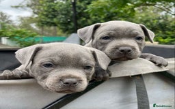 Staffordshire Bull Terrier dogs for sale: Pure English blue Staffy M/F s - Advert 6