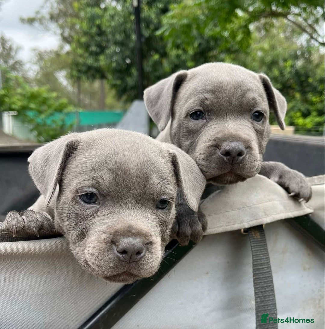 Staffordshire Bull Terrier dogs for sale: Pure English blue Staffy M/F s - Advert 6