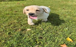 Labrador Retriever dogs for sale: Stunning Labrador puppies - Image 5