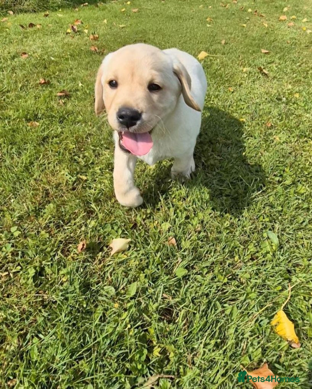 Labrador Retriever dogs for sale: Stunning Labrador puppies - Image 5
