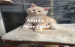 Maine Coon cats for sale: Stunning TICA Purebred Pedigree Maine Coon Kittens - Image 12
