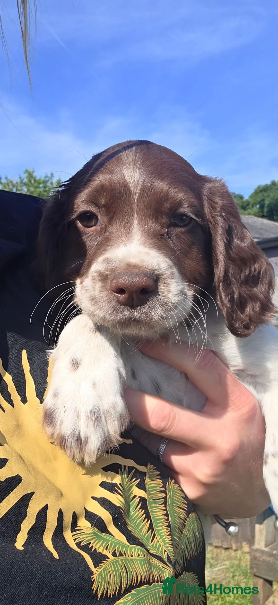 English Springer Spaniel dogs for sale: 11 Week Old Female Springer Spaniel Puppy - Advert 1