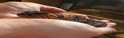Gecko reptiles for sale: Oreo  female african fat tail - Advert 5