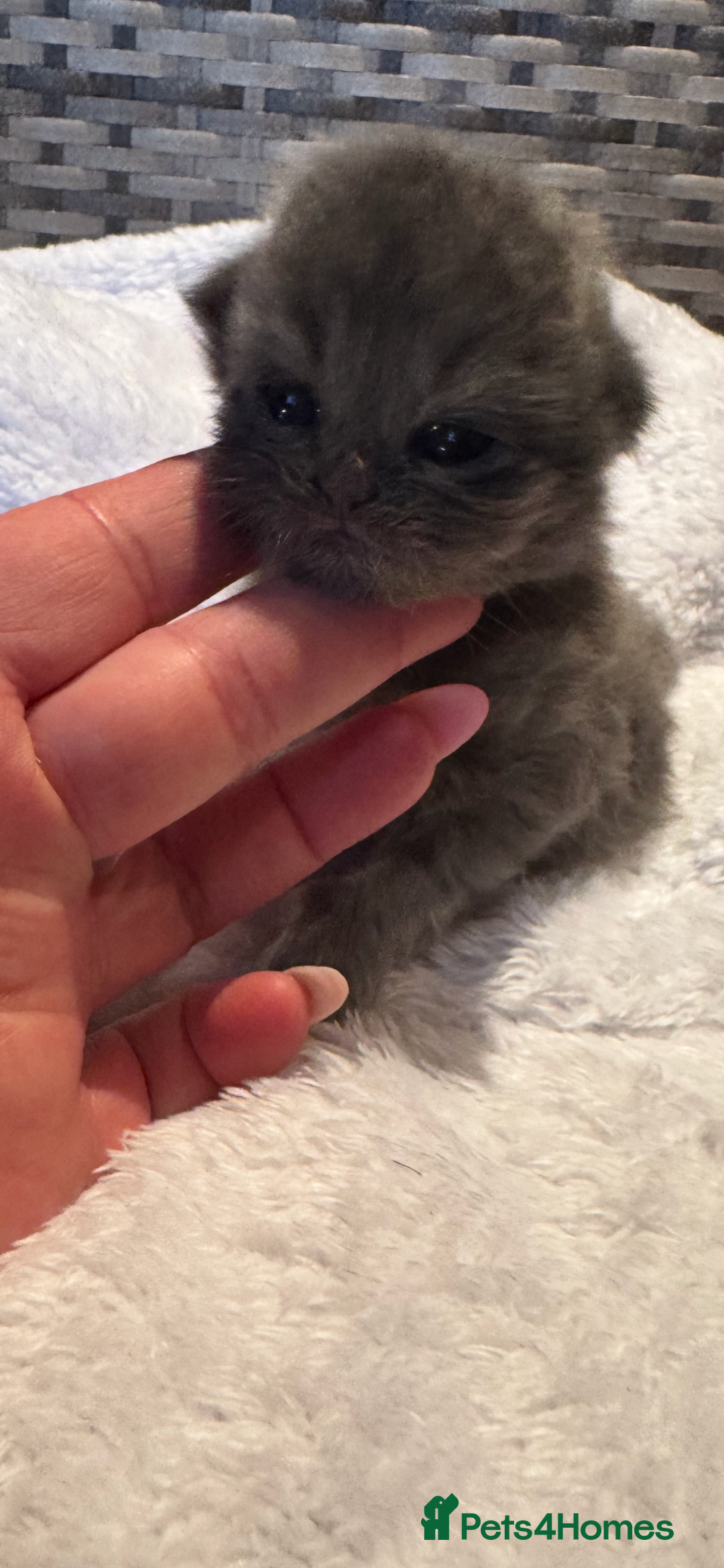 Maine Coon cats for sale: Main coon adorable kittens  - Advert 28