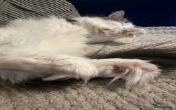 Munchkin cats for sale: Female munchkin  - Image 4