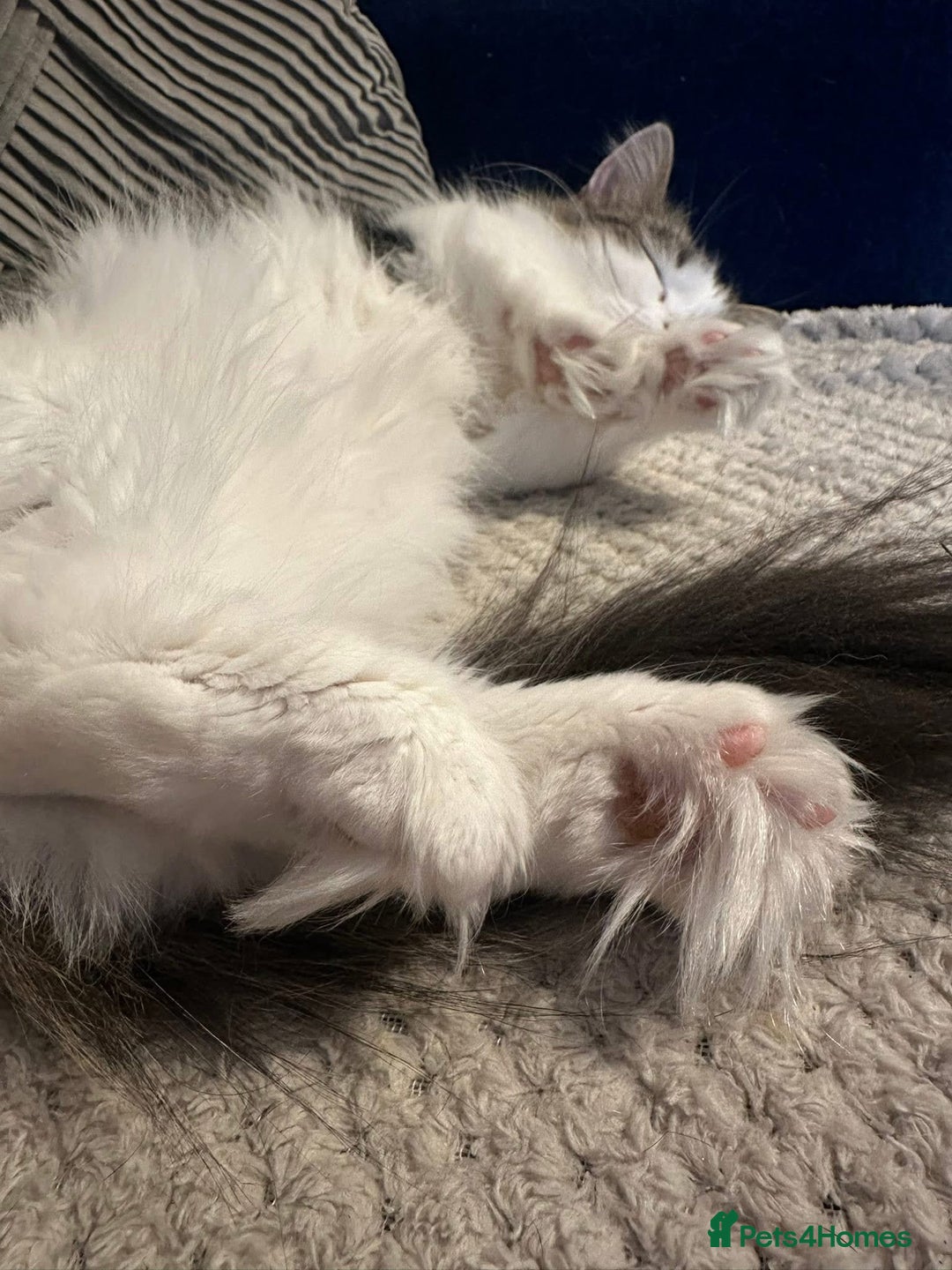 Munchkin cats for sale: Female munchkin  - Image 4