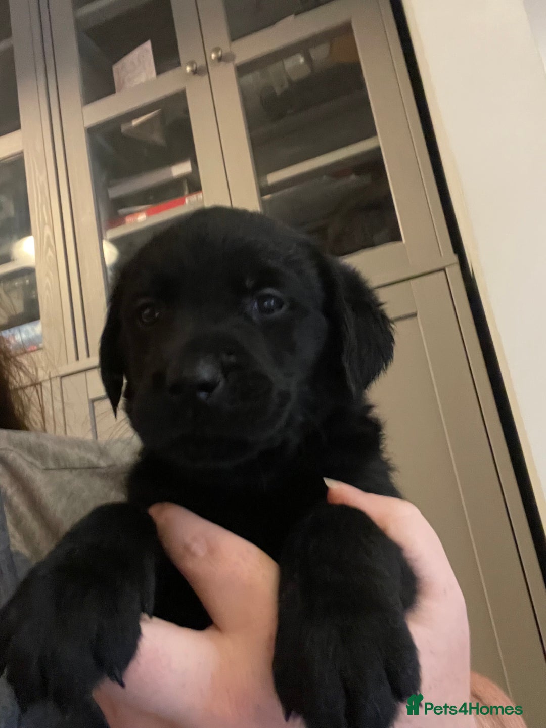 Goldador dogs for sale: Extensively health tested Goldador puppies - Advert 17