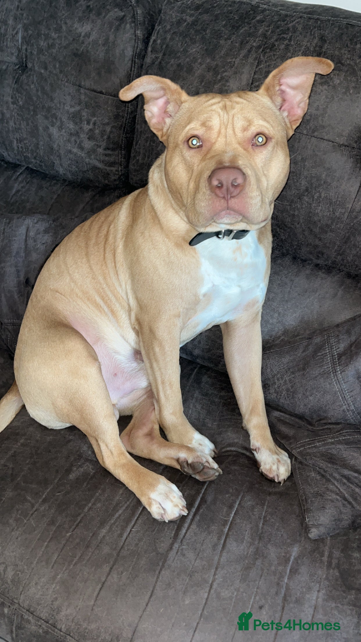 Staffordshire Bull Terrier dogs Bailey for stud - Advert 3