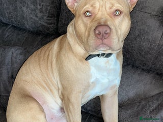 Staffordshire Bull Terrier dogs Bailey for stud - Advert 1