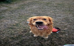 Golden Retriever dogs for stud: Proven Golden Retriever Stud | Stunning Dark Coat - Image 7