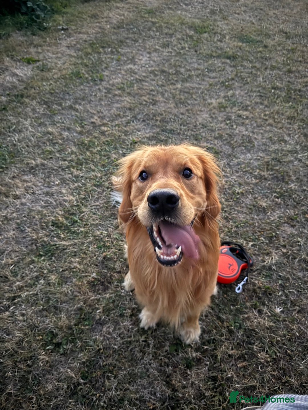 Golden Retriever dogs for stud: Proven Golden Retriever Stud | Stunning Dark Coat - Image 7