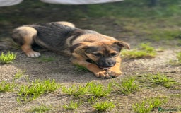 Mixed Breed dogs for adoption: BIBY, a Lovely young girl - for a Loving Home - Advert 9