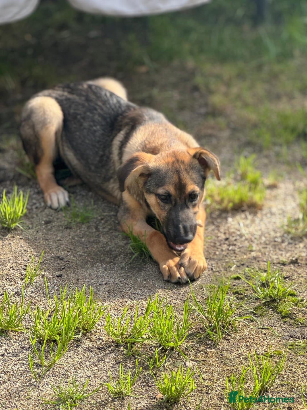 Mixed Breed dogs for adoption: BIBY, a Lovely young girl - for a Loving Home - Advert 9