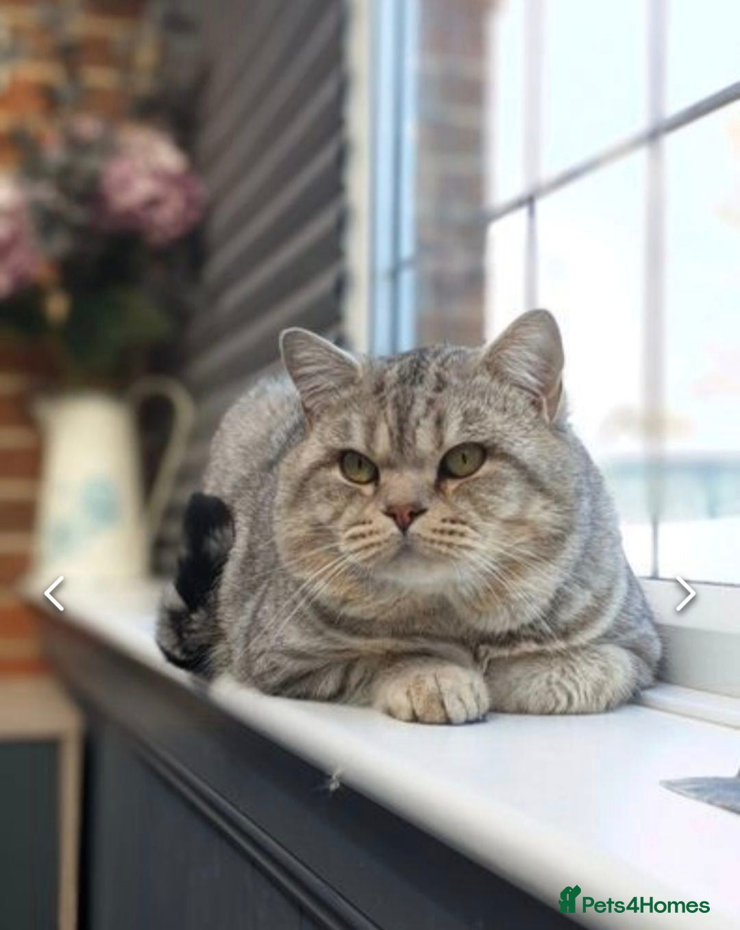 British Shorthair cats Stud *British Shorthair* Derby in Derby - Advert 17