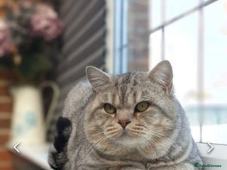 British Shorthair cats Stud *British Shorthair* Derby in Derby - Advert 6