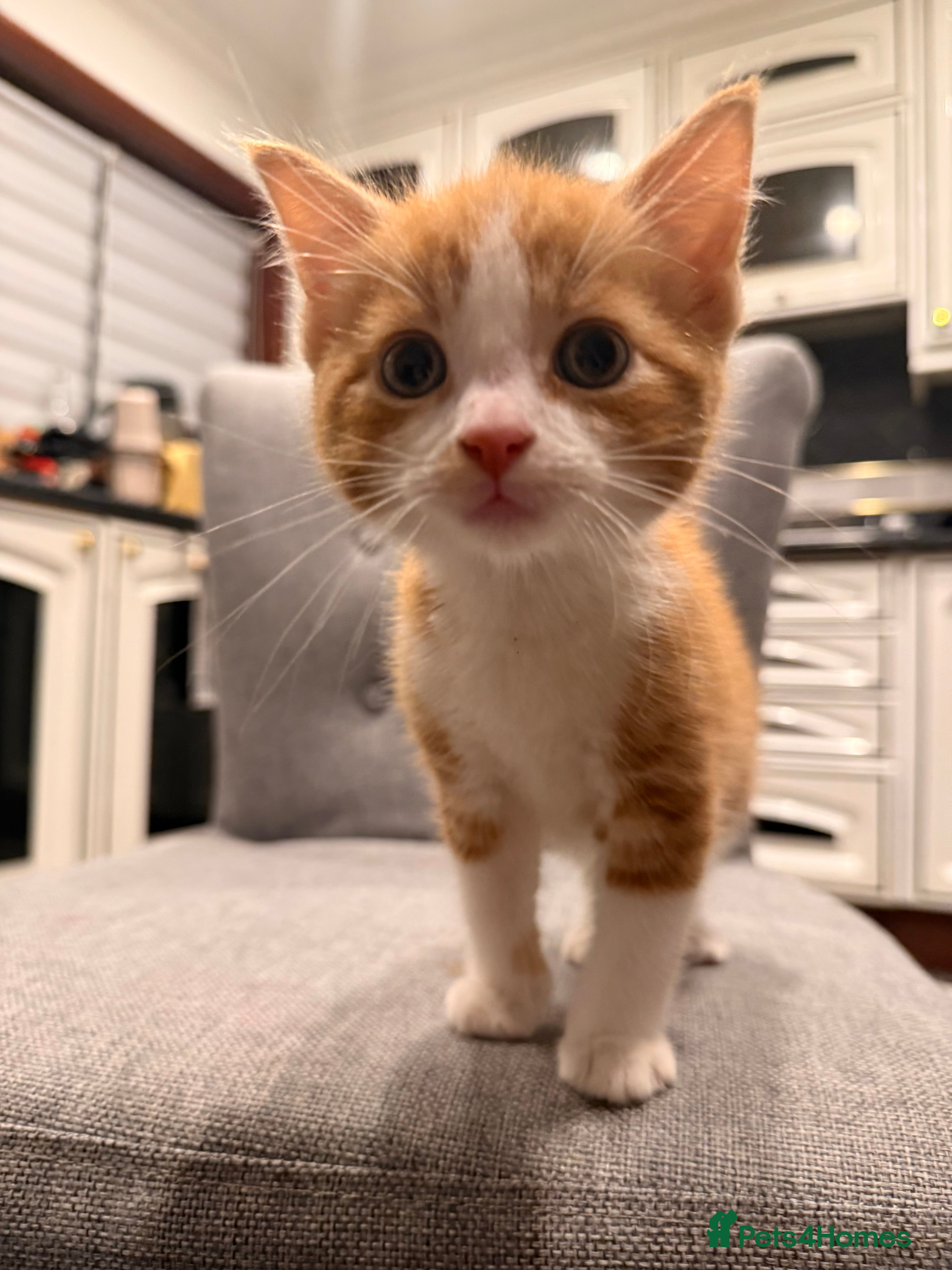 Mixed Breed cats Kittens are ready to go to new homes  - Advert 6