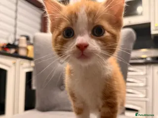 Mixed Breed cats Kittens are ready to go to new homes - Advert 6