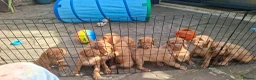 Hungarian Vizsla dogs for sale: 2 beautiful strong WH vizsla pups remaining. - Advert 3