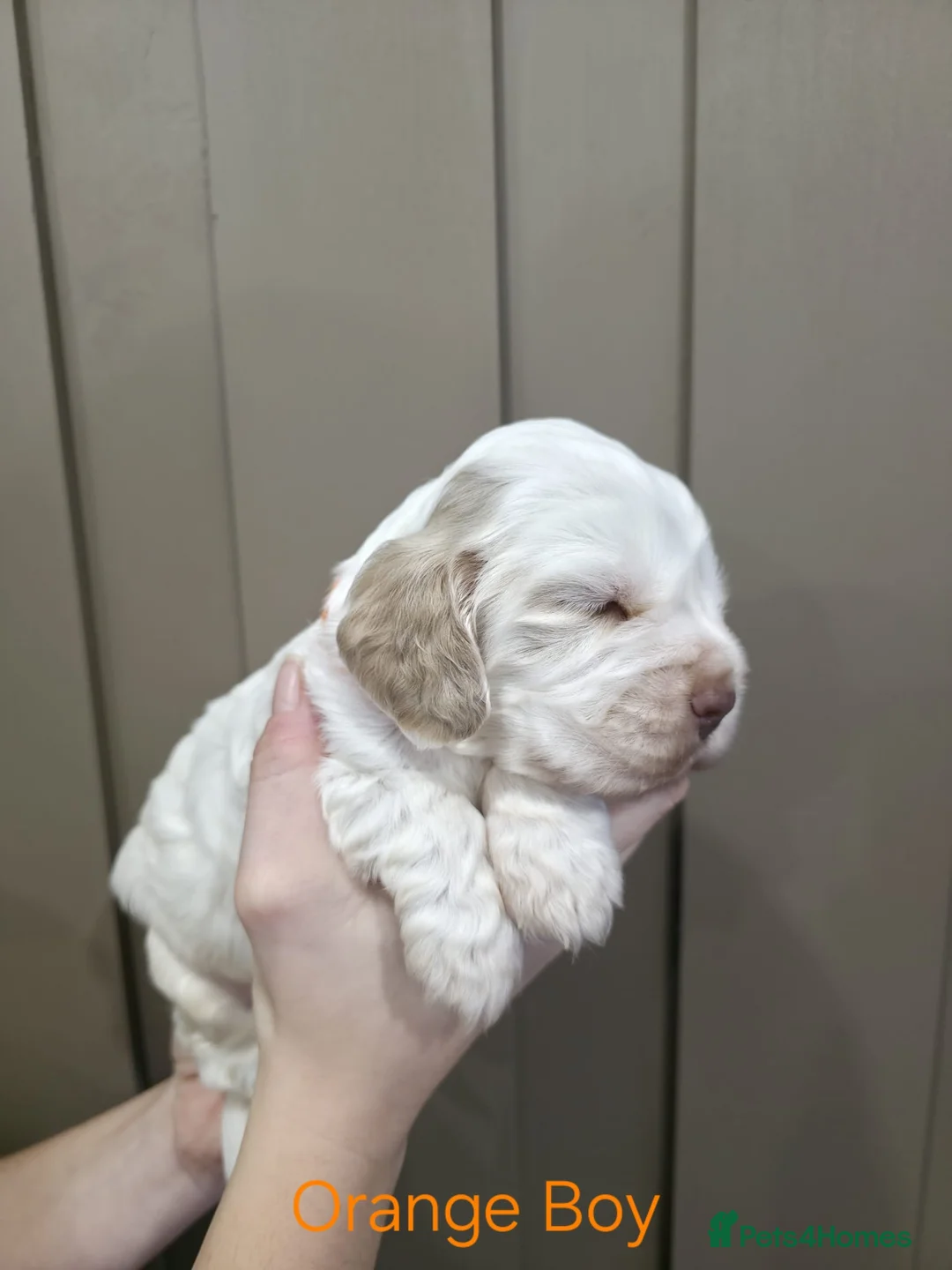 Cocker Spaniel dogs for sale: Show Type Cocker Spaniels Ready to leave now - Advert 11