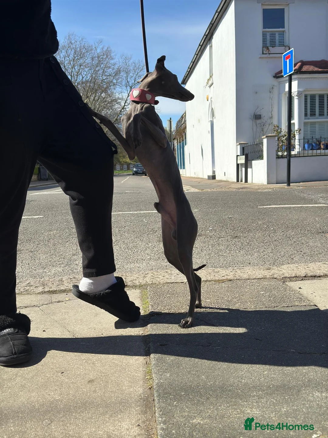 Italian Greyhound dogs for stud: Proven handsome blue Italian greyhound  in London - Advert 6