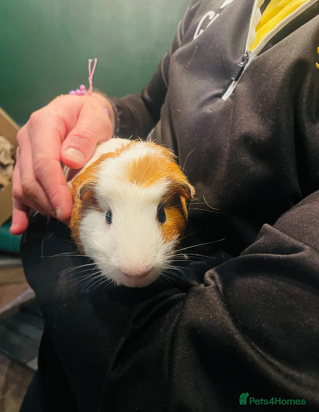 Guinea Pig rodents for sale: 2 x Male Guinea Pigs - Advert 6