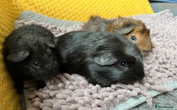 Guinea Pig rodents for sale: 3 x baby boy guinea pigs - Image 1