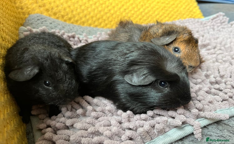 Guinea Pig rodents - Advert 2