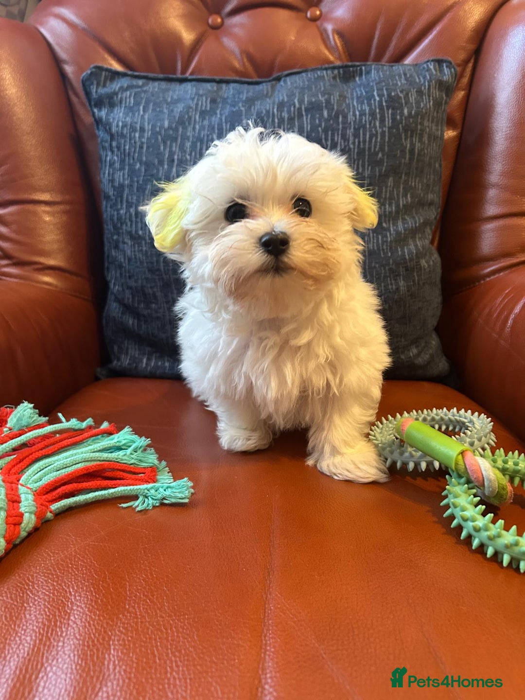 Havanese dogs for sale: Green boy - Extra mini Havanese x Maltese puppies - Image 1