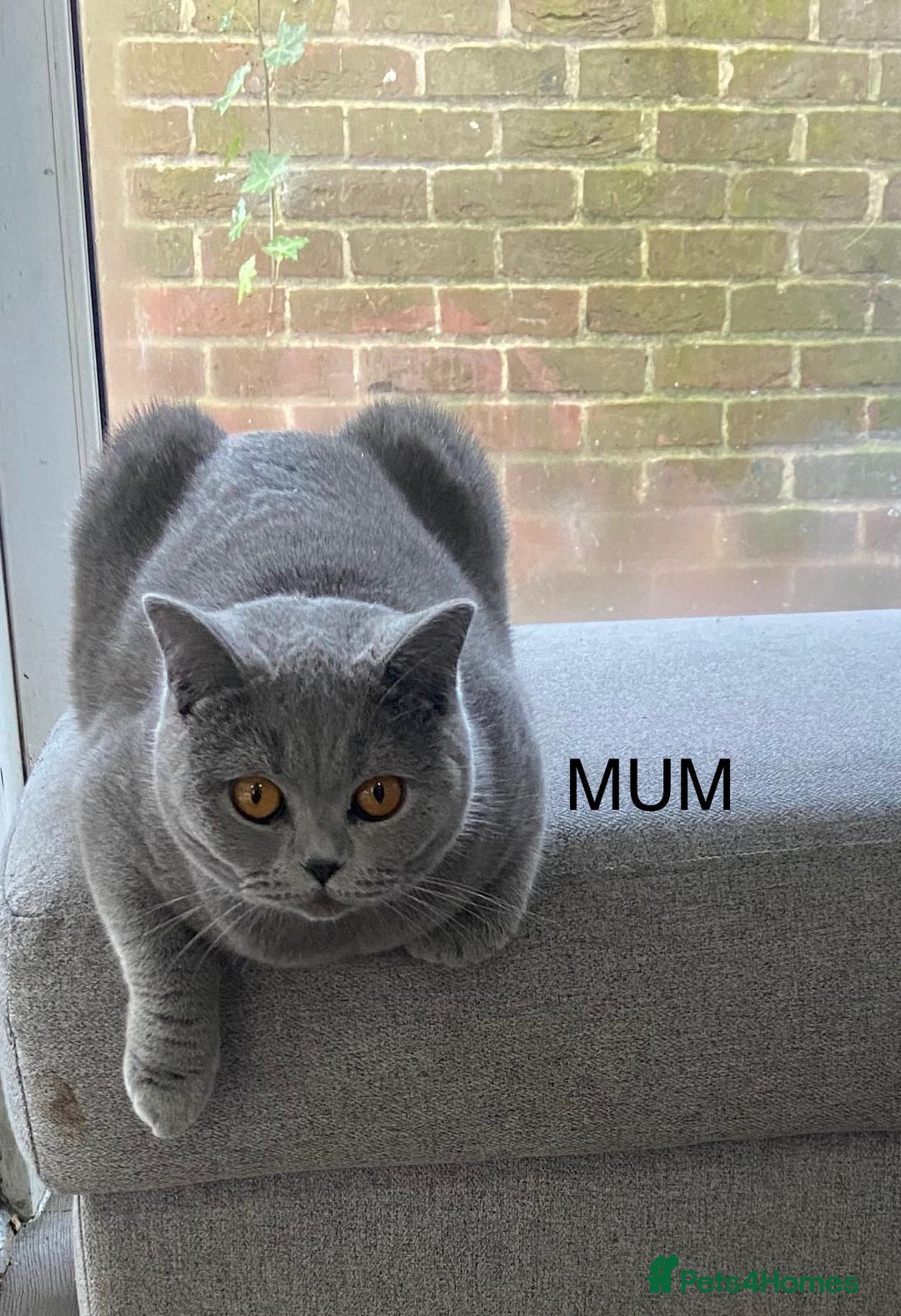 British Shorthair cats for sale: 🧸BOY FULL GCCF BSH KITTEN🧸 - Advert 10