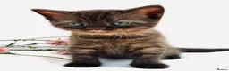 Scottish Fold cats for sale: 5 Scottish Fold Kittens for sale - Advert 7