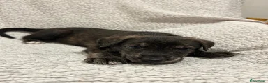 Lurcher 8