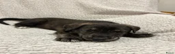 Lurcher dogs for sale:     10 beautiful Lurcher Puppies  6 Girls, 4 Boys  - Advert 12