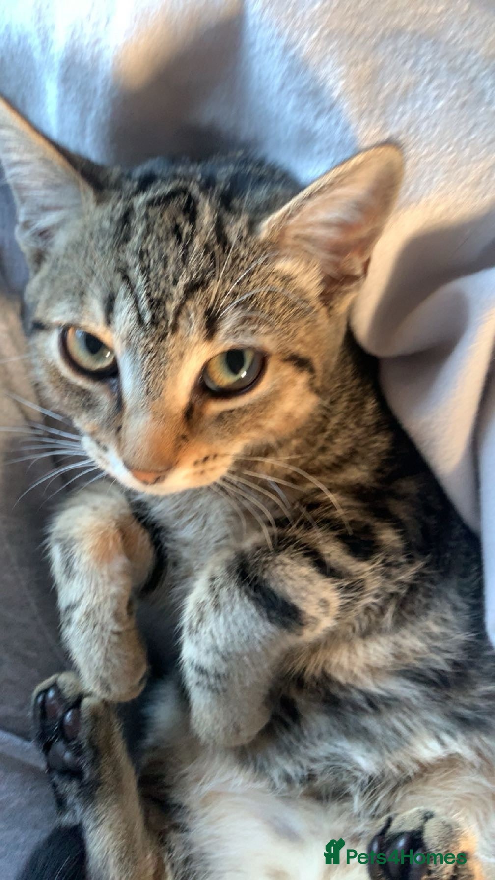 Mixed Breed cats Half Maine-coon mixed with tabby Kitten - Advert 3