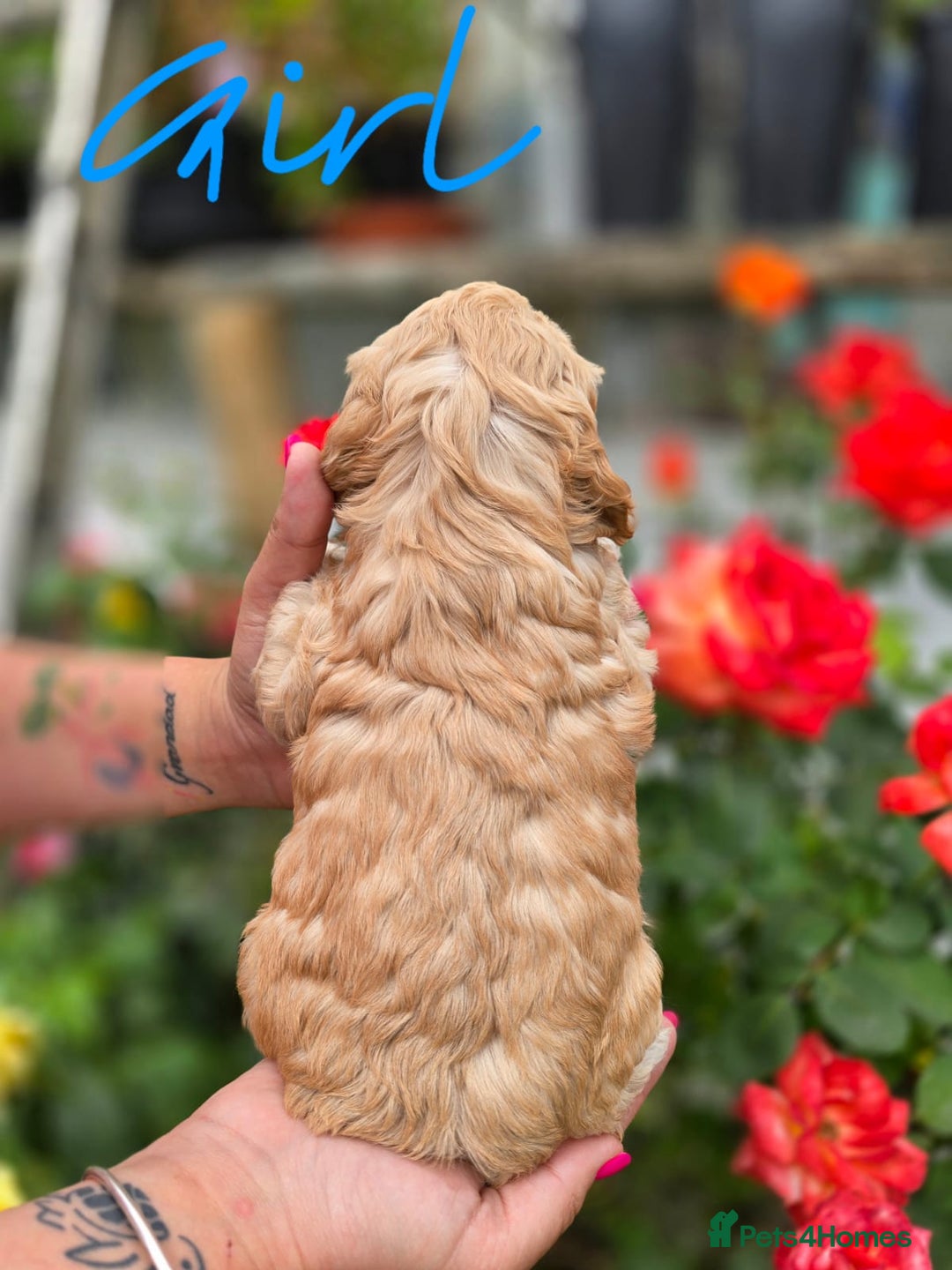 Cockapoo dogs for sale: F1 working cockapoo puppies - Image 11