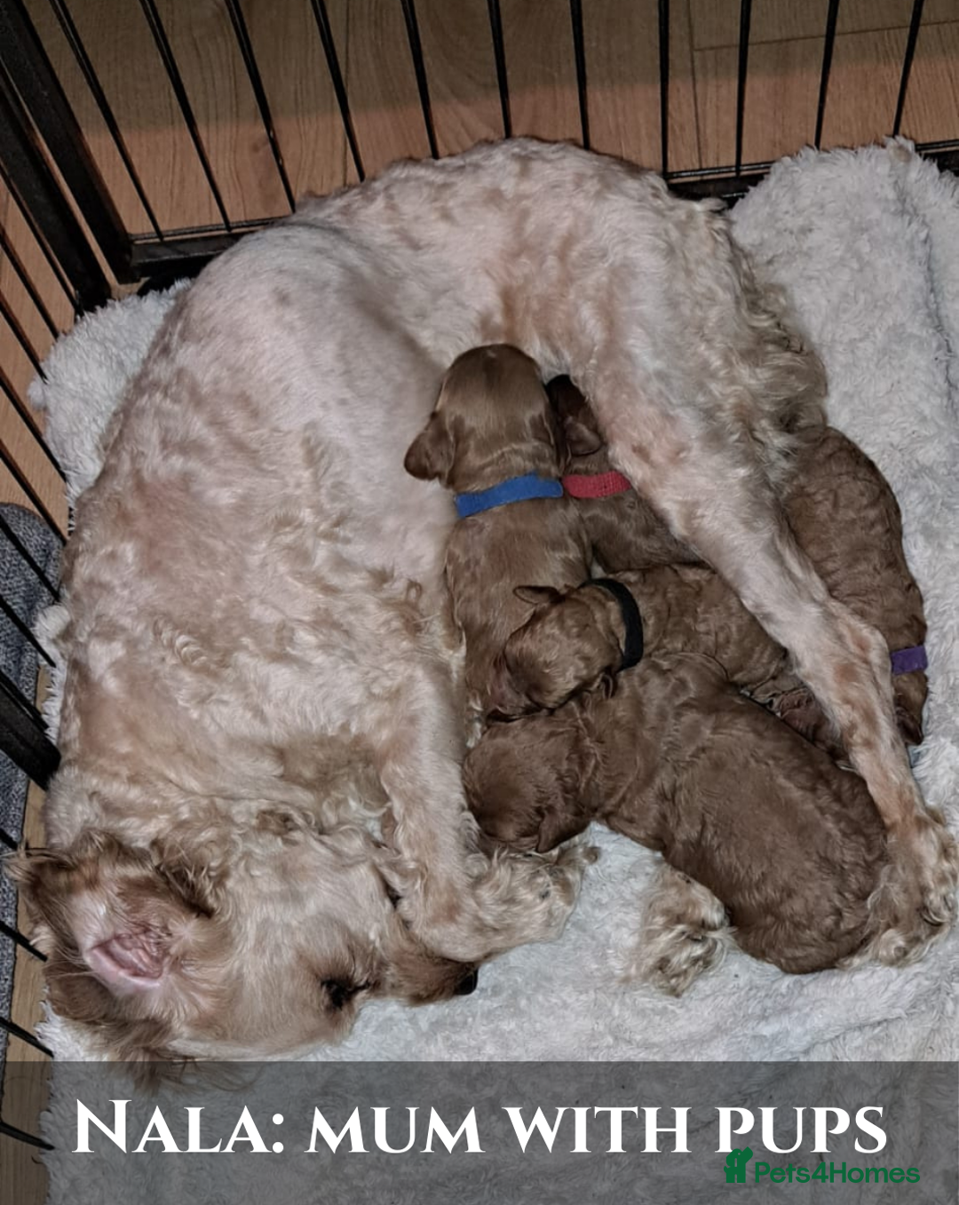 Cavapoo dogs for sale: 5 Beautiful Deep Red Cavapoo Pups - Advert 2