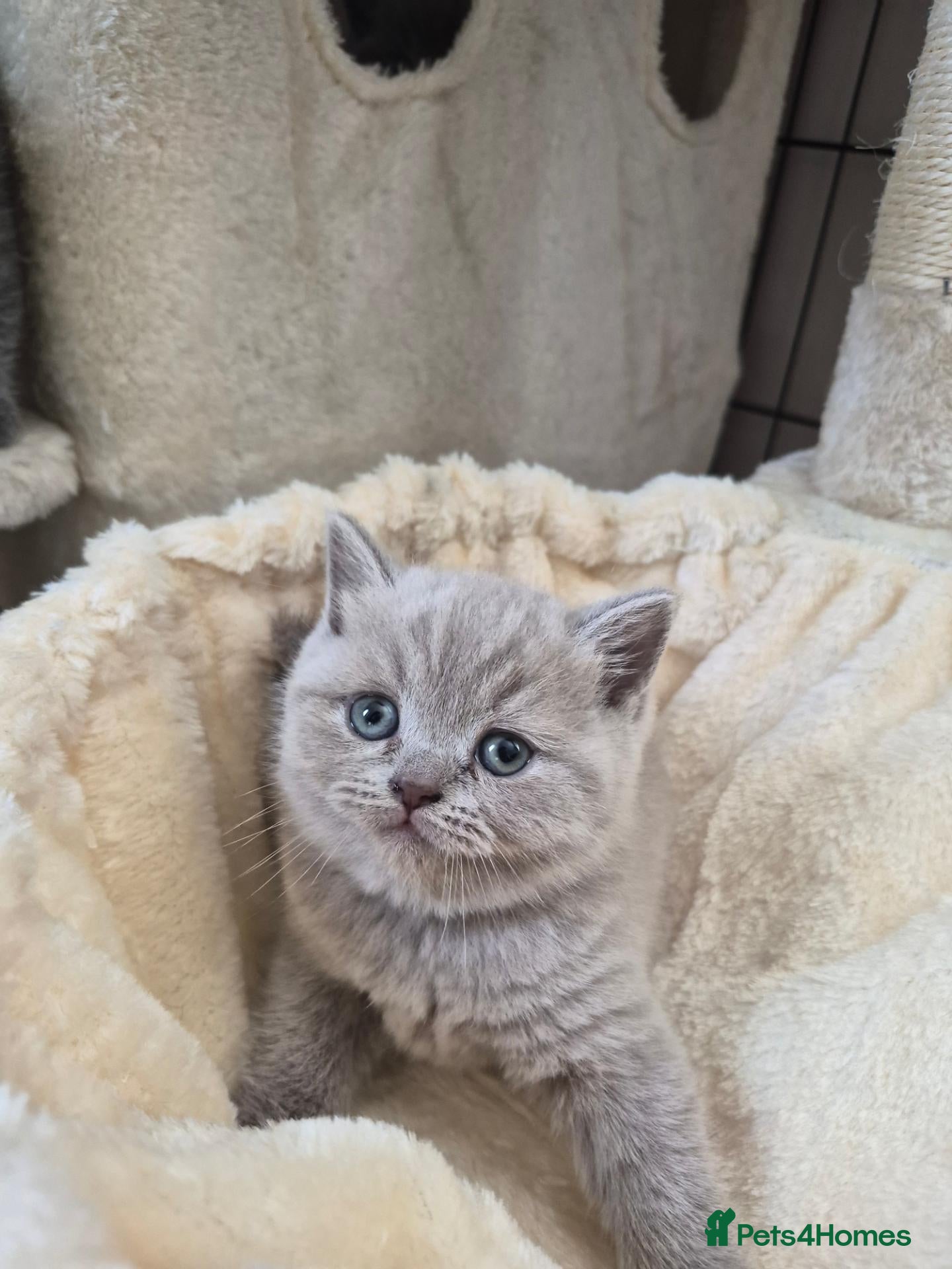 British Shorthair cats Stunning GCCF British Shorthair Girls - Advert 12