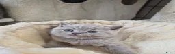 British Shorthair cats for sale: Lovely GCCF British Shorthair Kittens  - Advert 9