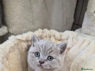 British Shorthair cats Stunning GCCF British Shorthair Girls - Advert 12