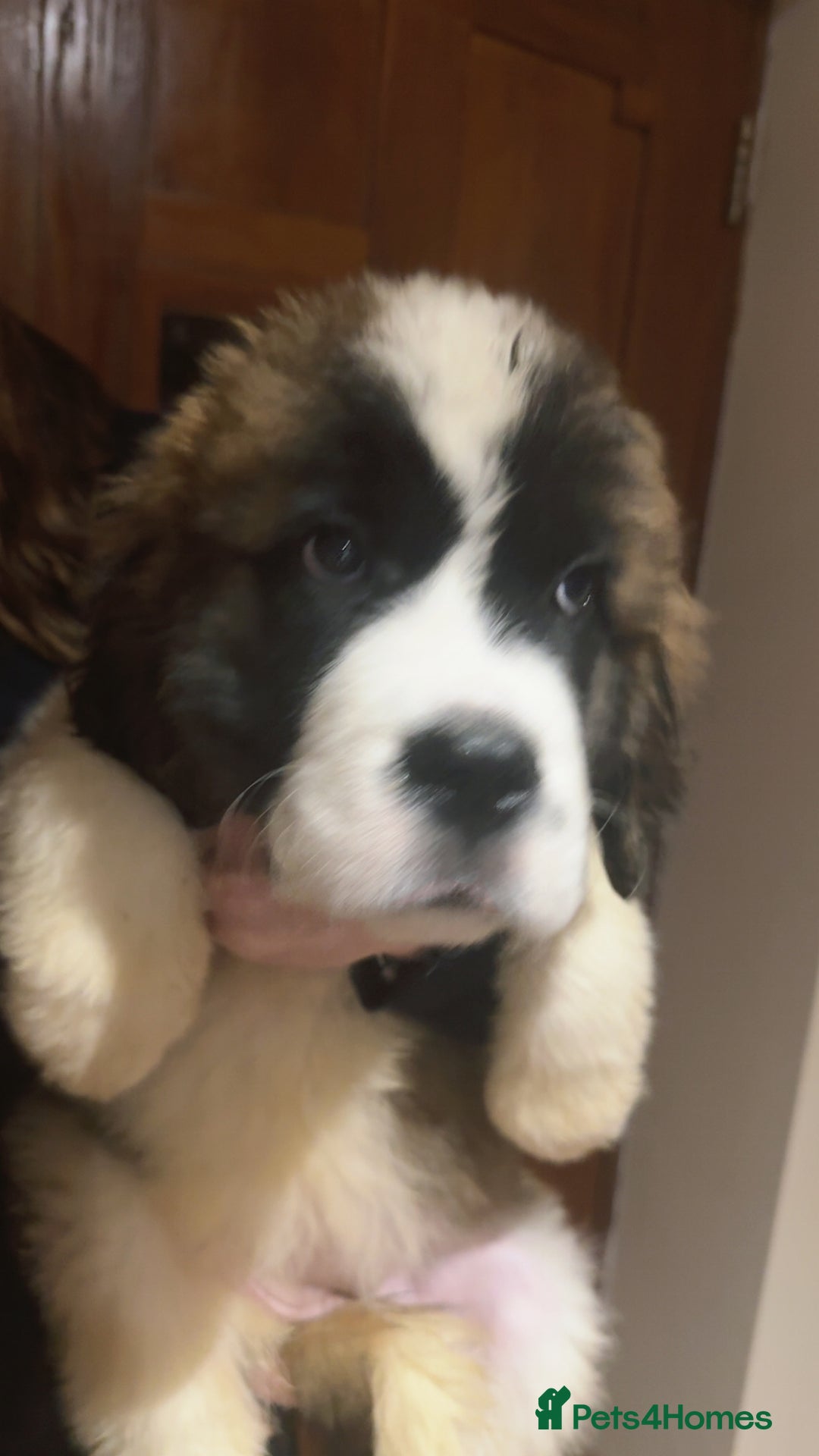 Saint Bernard dogs for sale: Gorgeous Saint Bernard puppies for sale - Advert 8