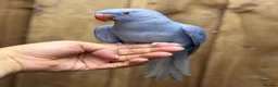 Ringnecks birds for sale: Baby Ringneck - Advert 2