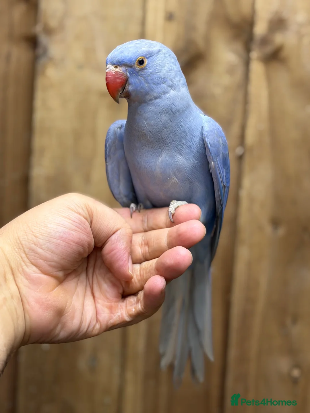 Ringnecks birds for sale: Baby Ringneck - Advert 2