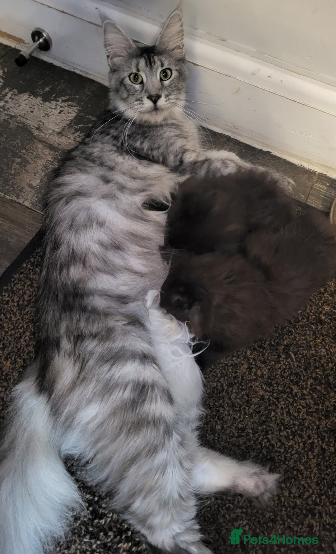 Maine Coon cats for sale: Beautiful Maine coon kittens - Advert 5