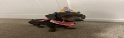 Dachshund dogs for sale: Dachshund Isabella piebald boy 💙 in Chorley - Advert 2