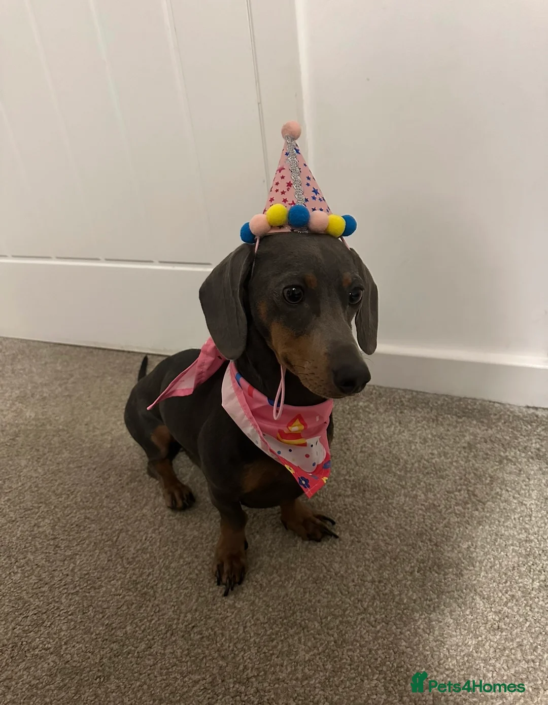 Dachshund dogs for sale: Dachshund Isabella piebald boy 💙 in Chorley - Advert 2